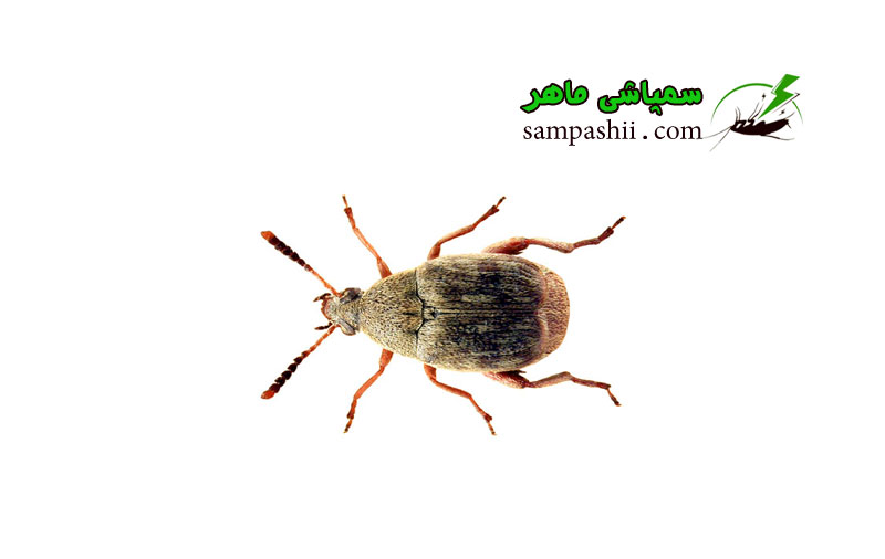 Acanthoscelides-obtectus-pest-control خدمات سمپاشی سوسک حبوبات