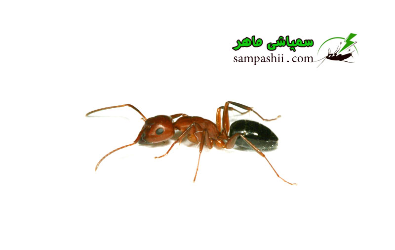Ants-pest-control خدمات سمپاشی مورچه