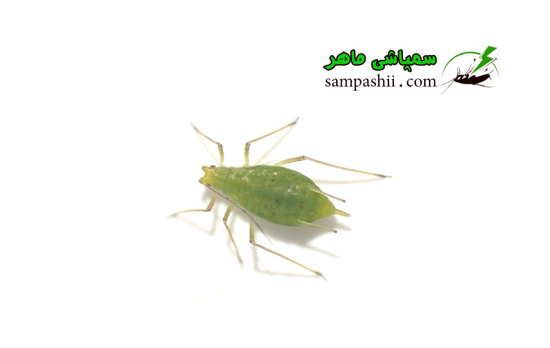 Aphididae-pest-contorl خدمات سمپاشی شته
