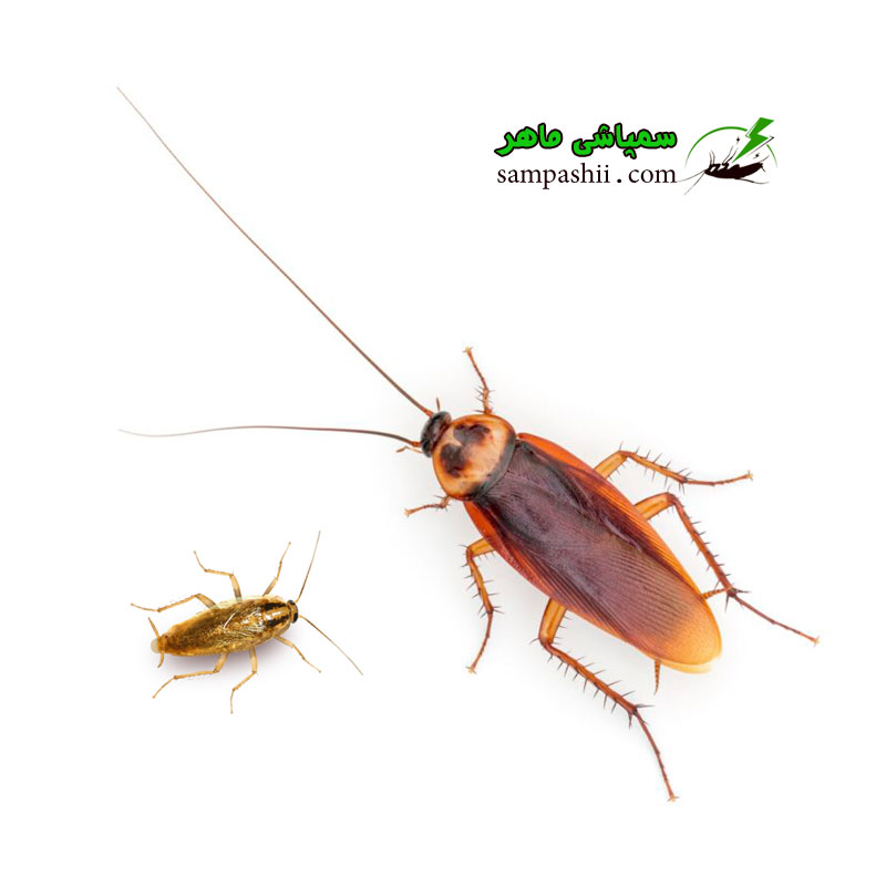 Cockroaches-pest-control-service سمپاشی سوسک فاضلابی و سوسک کابینتی