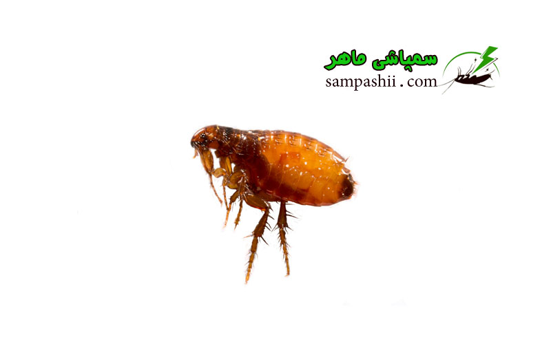 Flea-pest-control خدمات سمپاشی کنه