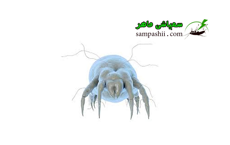 House-dust-mites-pest-control سمپاشی مایت گرد و غبار