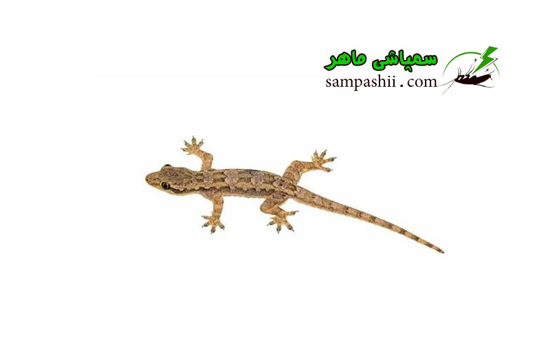 Lacertilia-pest-control خدمات سمپاشی مارمولک
