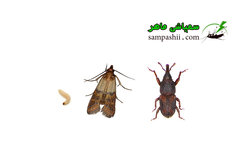 Rice_weevil-and-Indianmeal-moth-pest-control سمپاشی شپشک و شبپره برنج