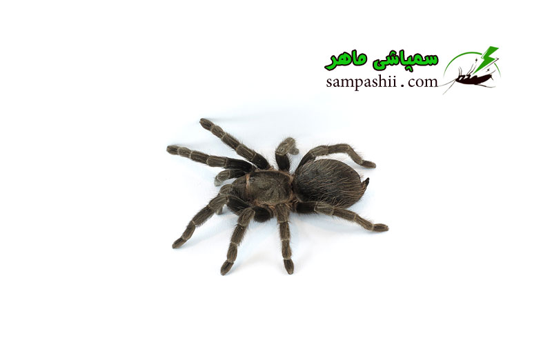 Tarantulas-pest-control خدمات سمپاشی رتیل