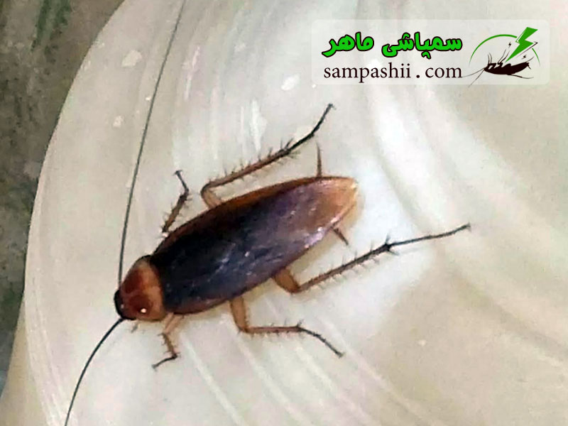 american-cockroach-pest-control-in-tehran