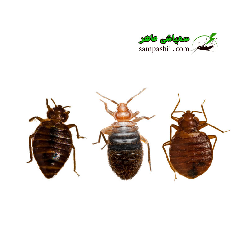 bedbugs-pest-control-service-company سمپاشی انواع ساس