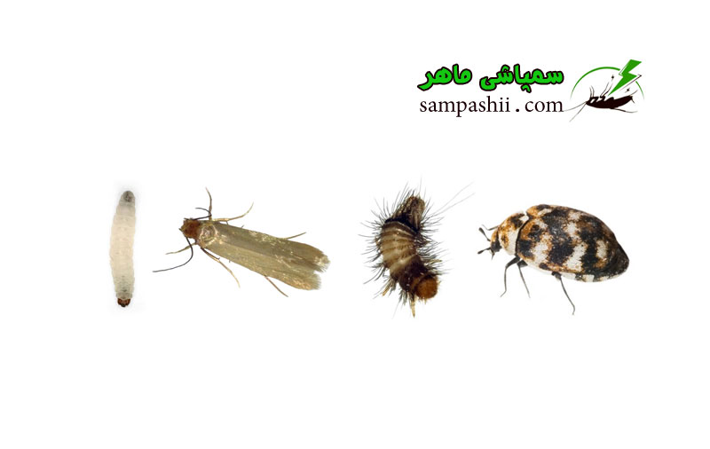 clothes-moths-and-carpet-beetles-pest-control خدمات سمپاشی بید فرش و بید لباس