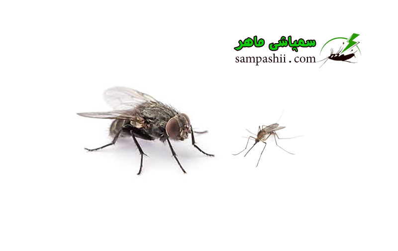 mosquito-and-fly-control خدمات سمپاشی پشه و مگس