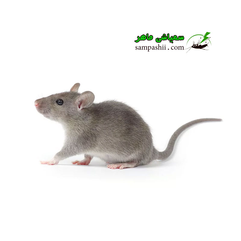 mouse-pest-control01 خدمات سمپاشی موش