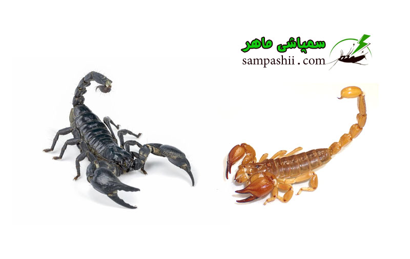 scorpions-pest-control خدمات سمپاشی عقرب
