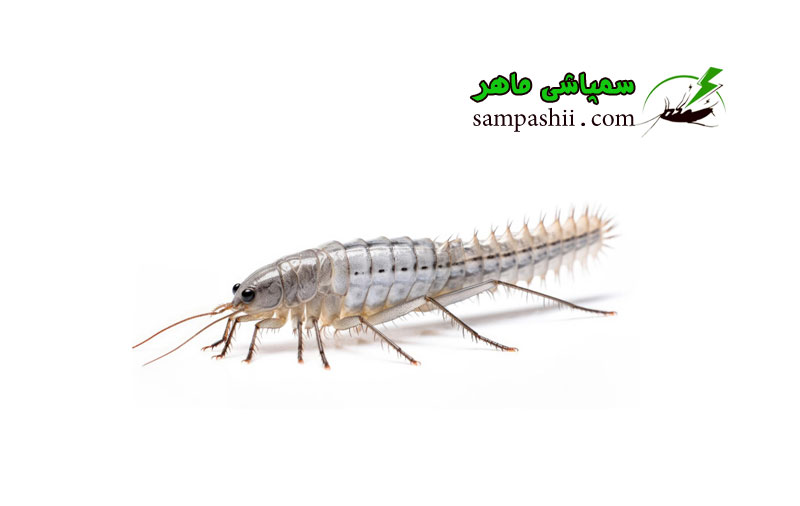 silverfish-pest-control خدمات سمپاشی ماهی نقرهای