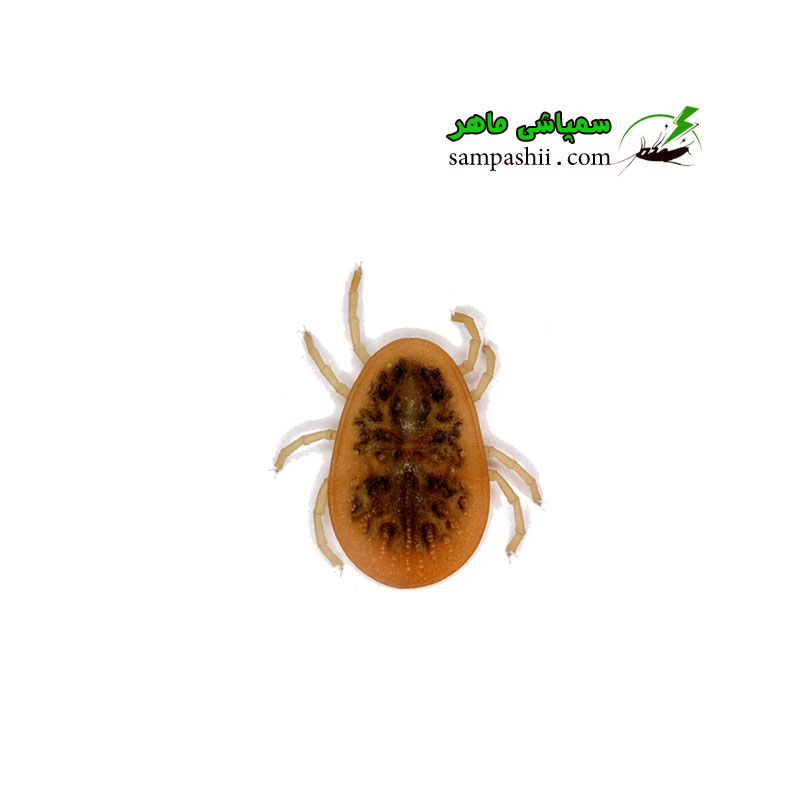ticks-pest-control خدمات سمپاشی کنه