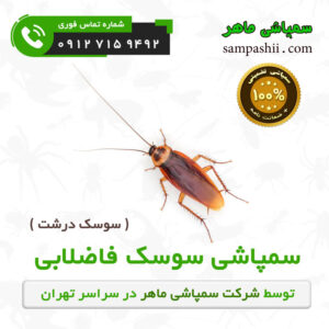 سفارش سمپاشی سوسک فاضلابی ( سوسک درشت )