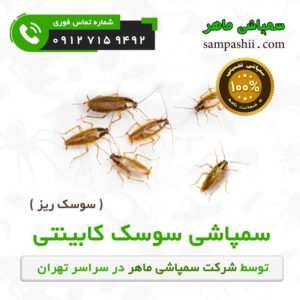 سفارش سمپاشی سوسک کابینتی ( سوسک ریز )